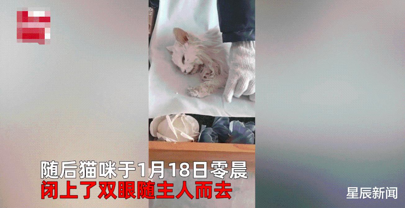 老太太去世，小猫绝食2天后随主人而去，家属：相互陪伴20年了