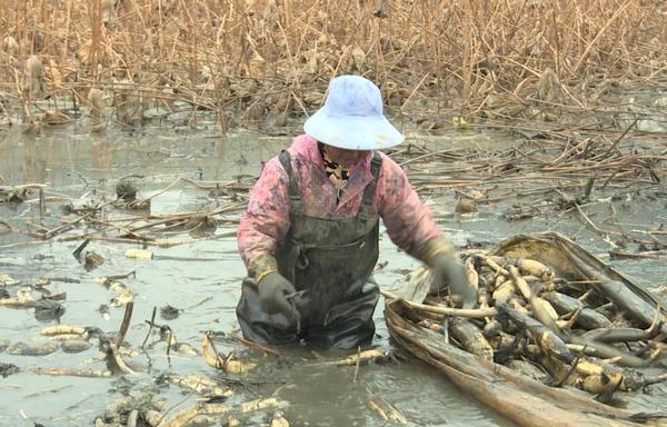 普定县水井村：打造荷香水井 建设美丽田园