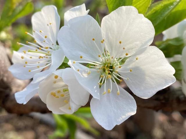 范家镇：樱桃花儿开满枝 朵朵绽放迎新春