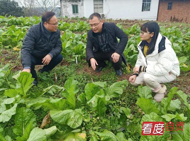 飞龙镇：桑蚕产业“破茧成蝶”绽放异彩