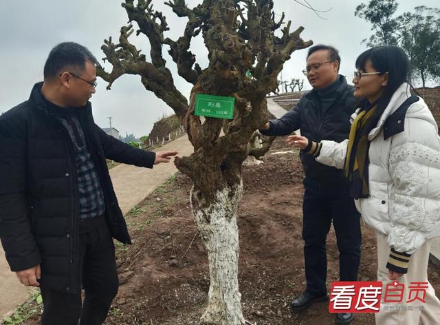 飞龙镇：桑蚕产业“破茧成蝶”绽放异彩