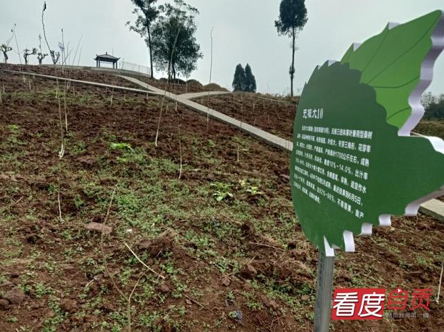 飞龙镇：桑蚕产业“破茧成蝶”绽放异彩