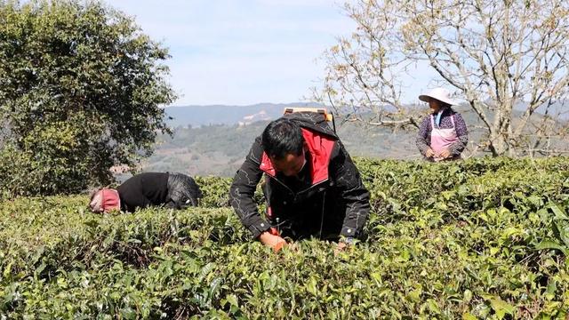 绿春打造绿色生态茶园，景美茶香等你来