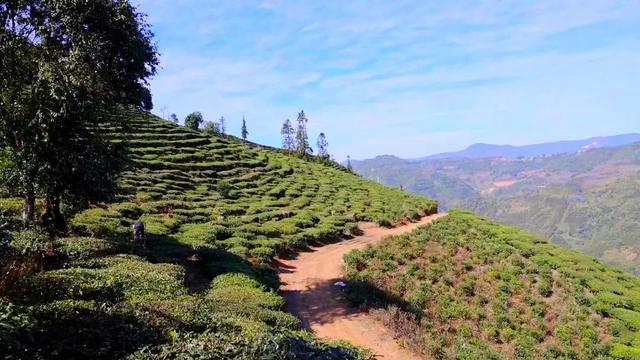 绿春打造绿色生态茶园，景美茶香等你来