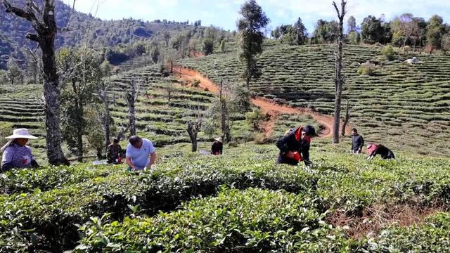 绿春打造绿色生态茶园，景美茶香等你来