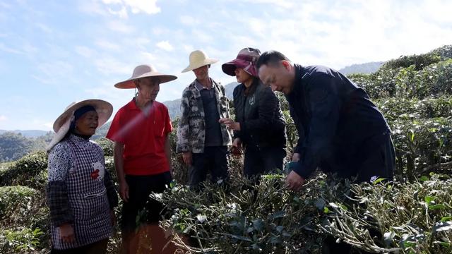 绿春打造绿色生态茶园，景美茶香等你来