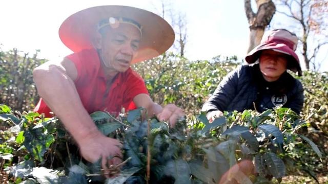 绿春打造绿色生态茶园，景美茶香等你来