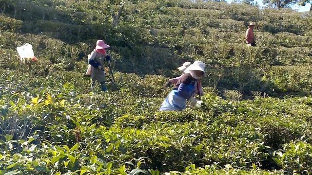 绿春打造绿色生态茶园，景美茶香等你来