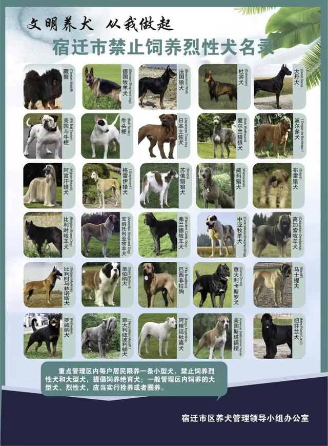 宿迁市区禁养犬类名单出炉！违规最高罚款2000元