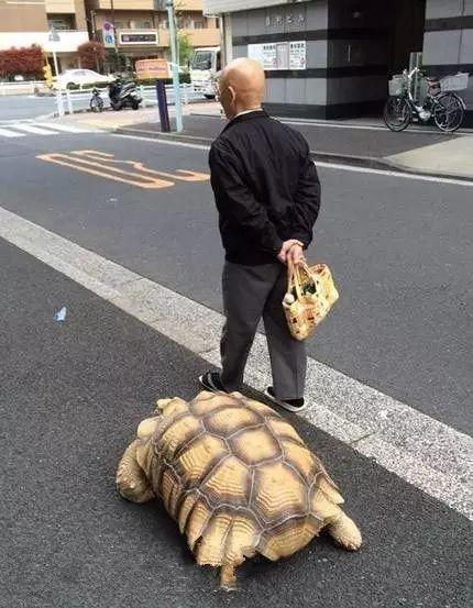 你还在遛狗？看看人家遛的什么，真是开眼了