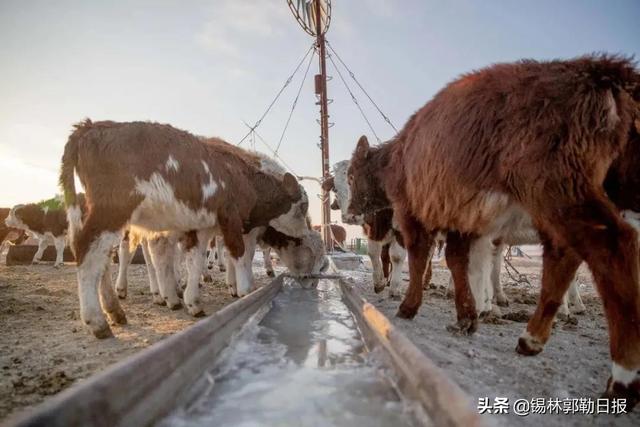 咱们的生活有“犇”头