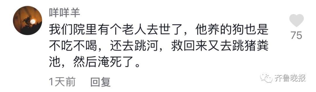 主人去世猫咪绝食而亡 网友评论泪目了