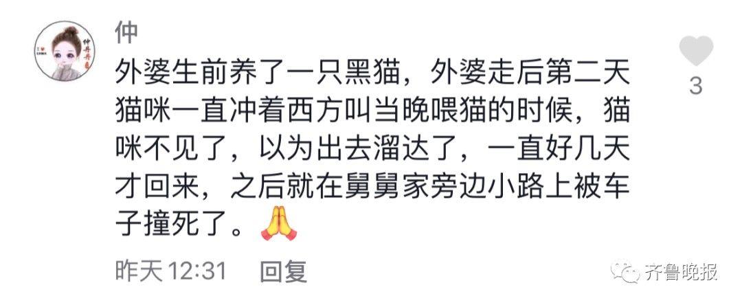 主人去世猫咪绝食而亡 网友评论泪目了