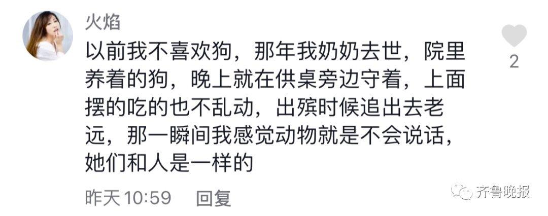 主人去世猫咪绝食而亡 网友评论泪目了