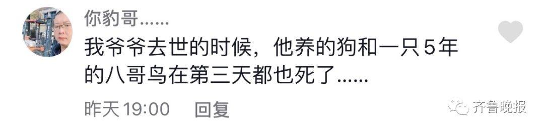 主人去世猫咪绝食而亡 网友评论泪目了