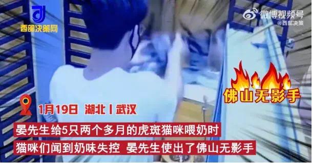 男子给小猫喂奶被逼出“无影手”