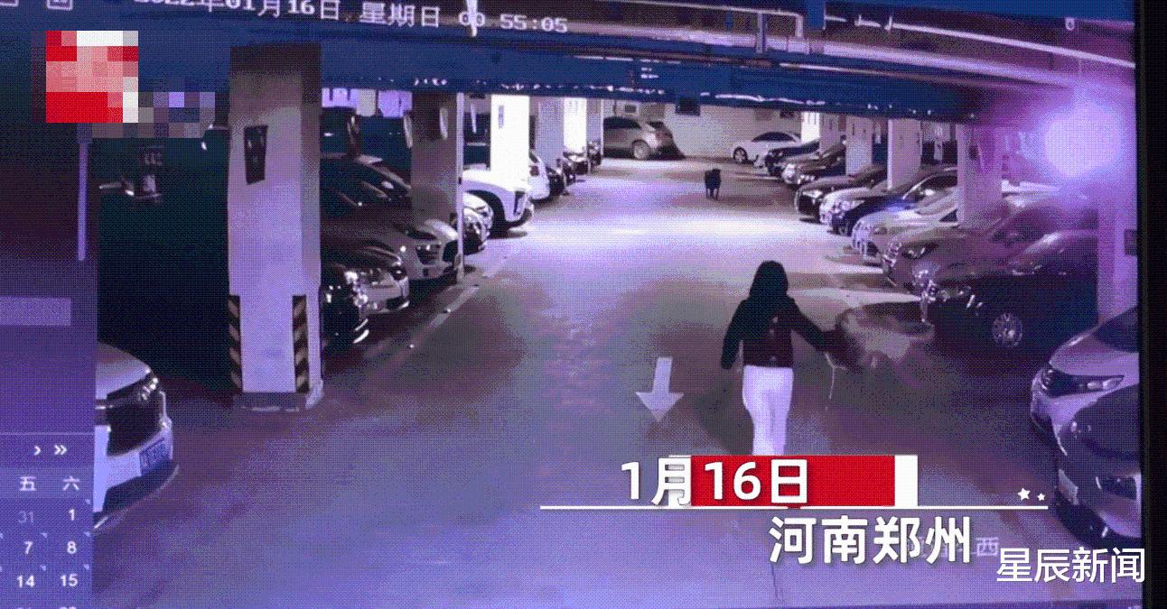 女子遛6只大型犬不拴绳，致一只小狗被咬死，小狗主人：曾多次扑人