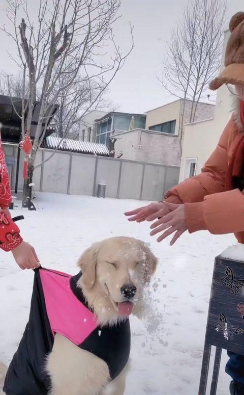 周海媚雪地中与爱犬嬉戏 童心未泯俏皮可爱