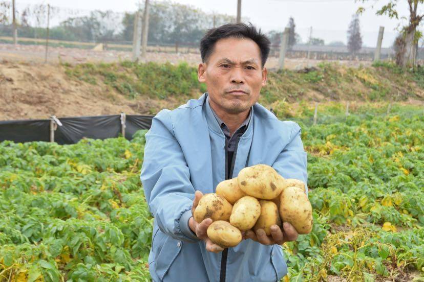 土豆变真金!三水芦苞举行首届“沙墩薯仔丰收节”助推乡村振兴