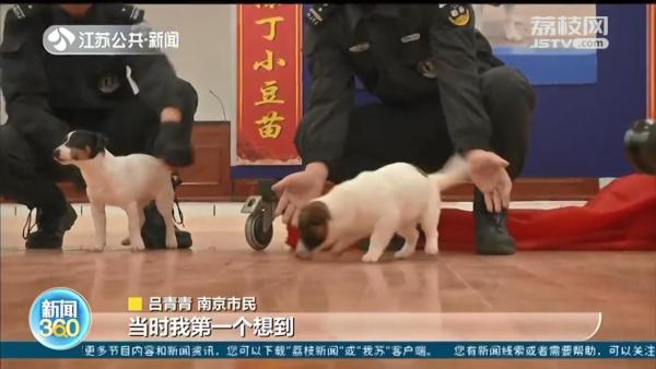 南京地铁超小号警犬正式授名：“状元豆 糖芋苗”，满满南京味