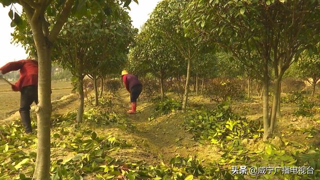 新春走基层 | 通城县华家村：从贫穷山村到美丽乡村的蝶变