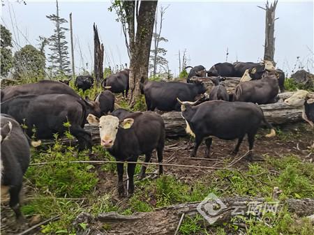 新春走基层｜云南怒江：独龙牛合作养殖拓展山区农民致富路