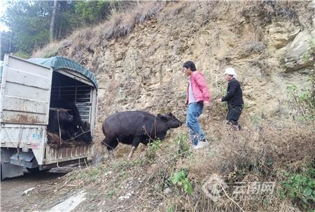 新春走基层｜云南怒江：独龙牛合作养殖拓展山区农民致富路