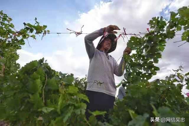 新春走基层 | 同心县：山河“携手”酿美酒