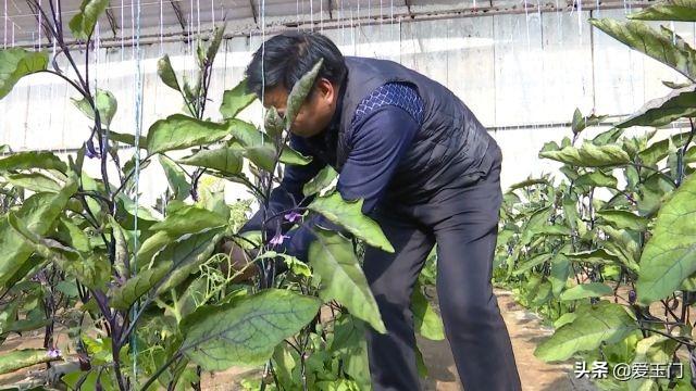 新春走基层丨柳湖镇：大棚蔬菜种出幸福年