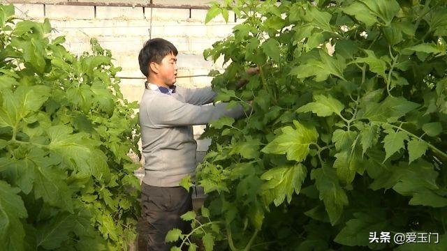 新春走基层丨柳湖镇：大棚蔬菜种出幸福年