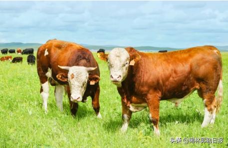 人均来自肉牛产业的纯收入达到8.6万元！乌拉盖管理区华西牛达3.4万头