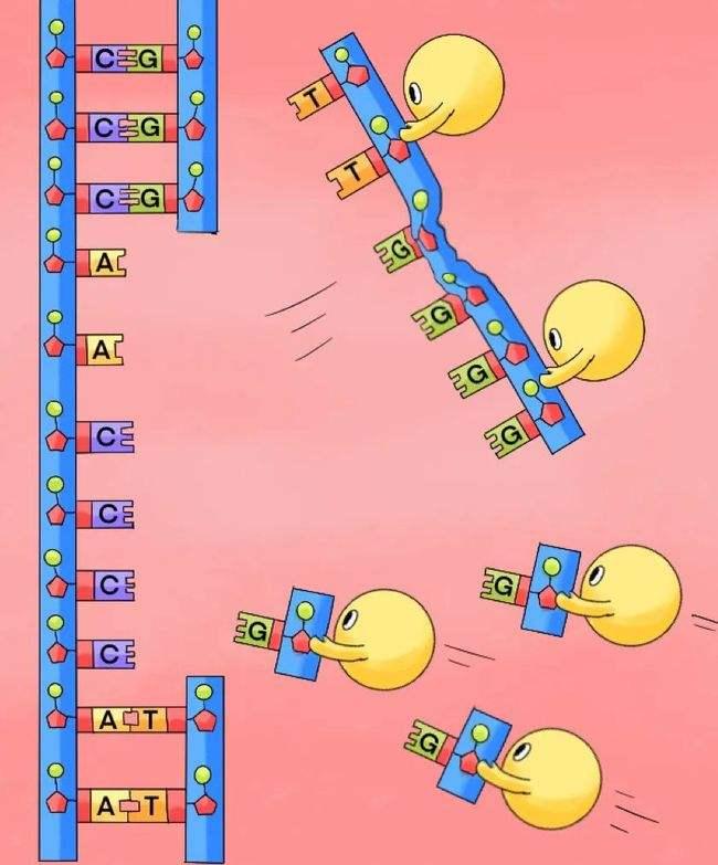 人体自救指南一个行动拯救你的DNA