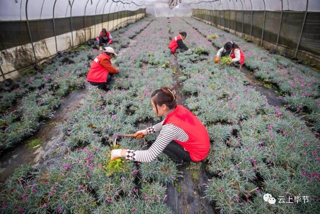 新的花海！在毕节海拔2000米处