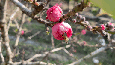 花又开好了！来从化江埔街买桃花、赏桃花，邂逅浪漫美景～