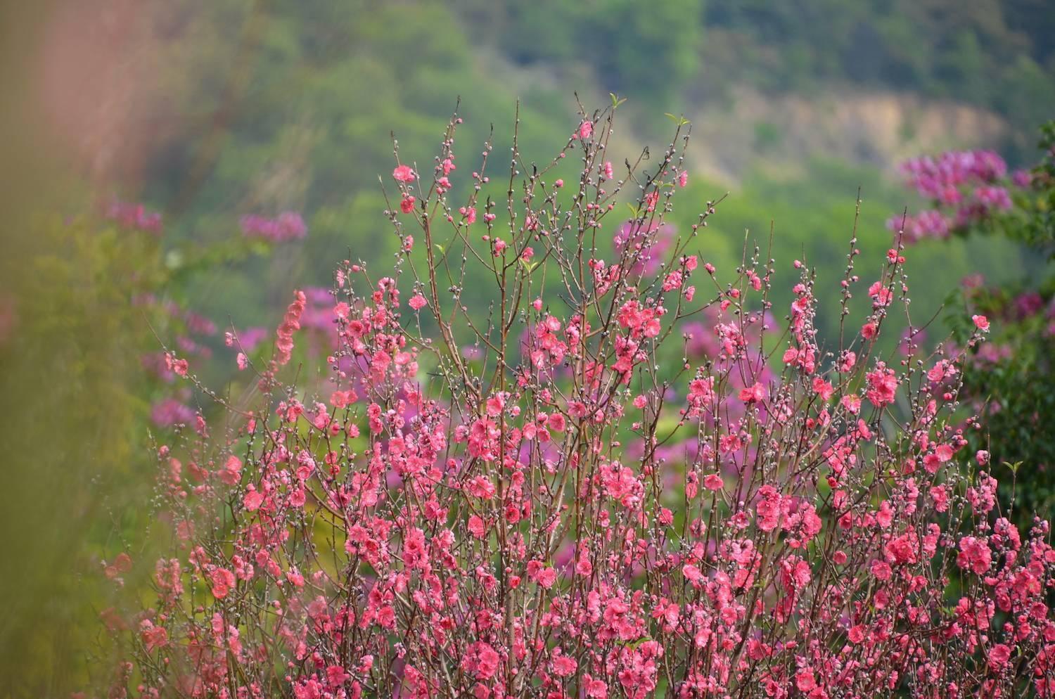 花又开好了！来从化江埔街买桃花、赏桃花，邂逅浪漫美景～