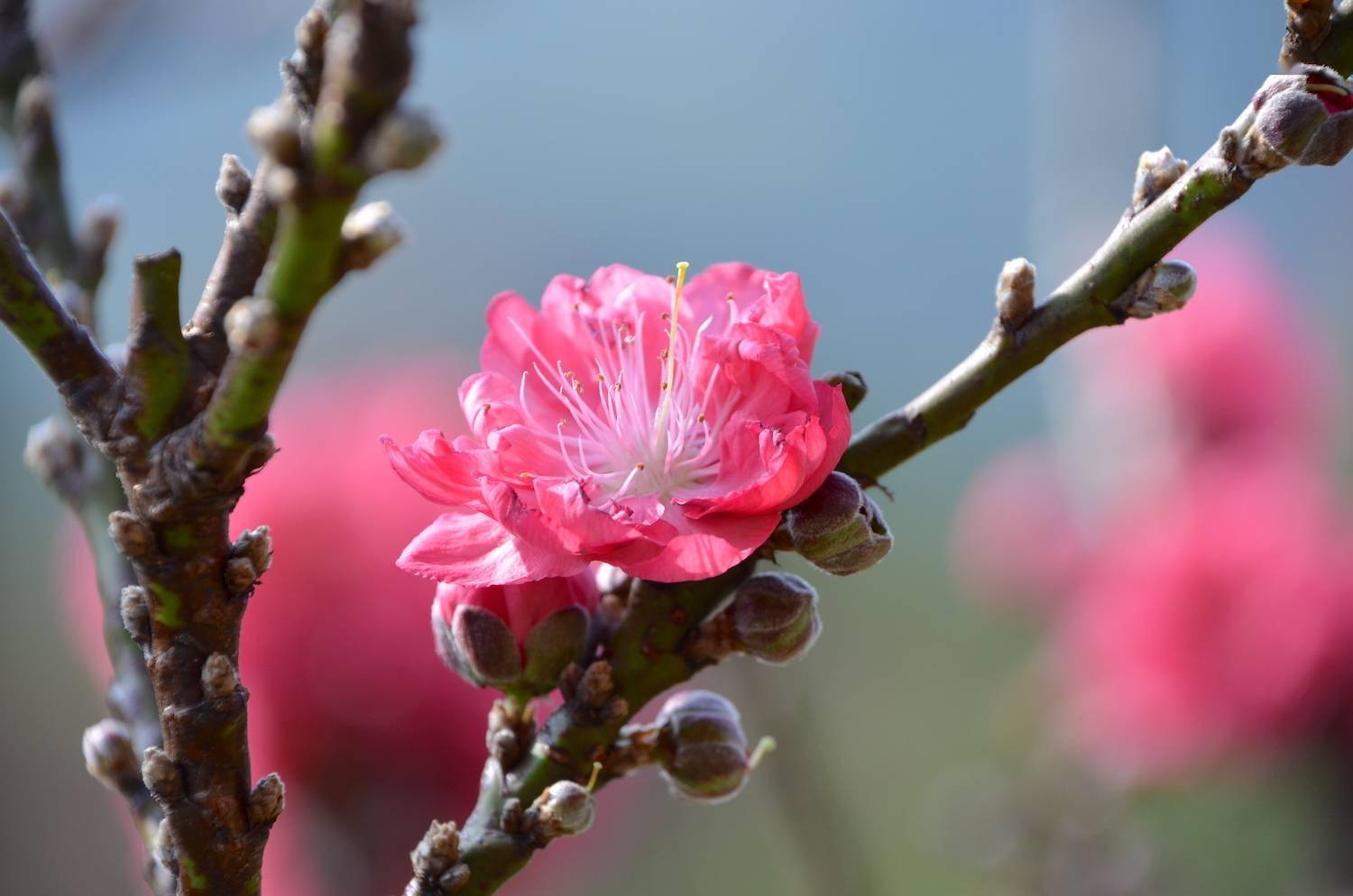 花又开好了！来从化江埔街买桃花、赏桃花，邂逅浪漫美景～