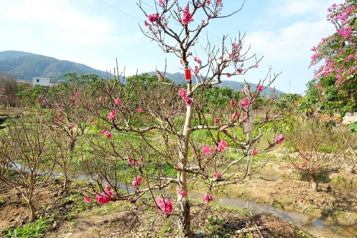 花又开好了！来从化江埔街买桃花、赏桃花，邂逅浪漫美景～