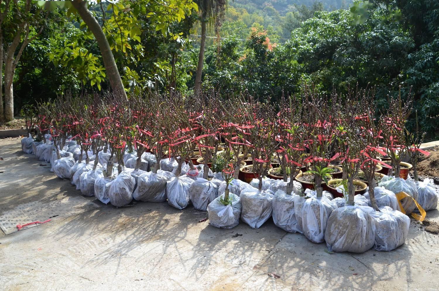 花又开好了！来从化江埔街买桃花、赏桃花，邂逅浪漫美景～