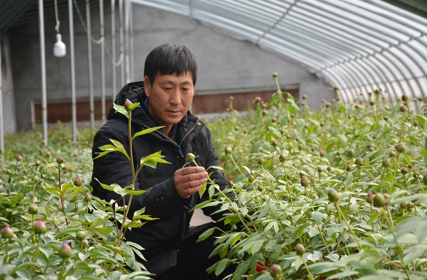 “花相”芍药含苞待放