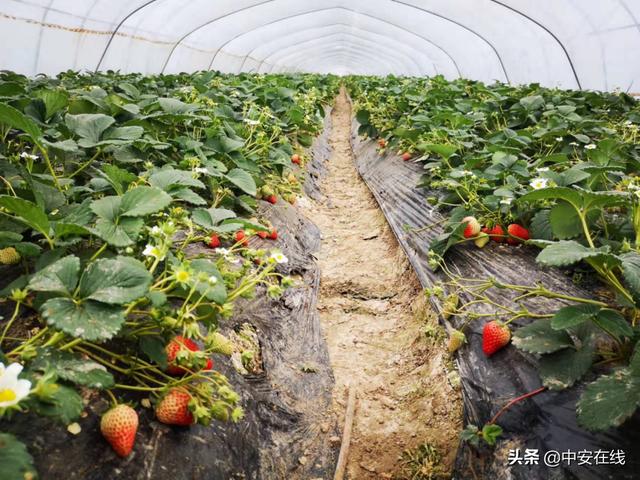 安徽肥东：乡村产业擘画“莓”好“钱”景