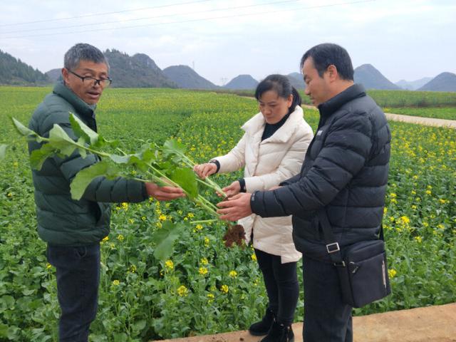 罗平：抢抓适期防控病害，夯实油菜丰收基础