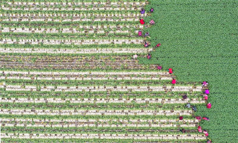 四川青神：规模化种植优质萝卜供应春节市场