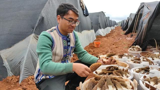 石林县：种下羊肚菌 迈上振兴路