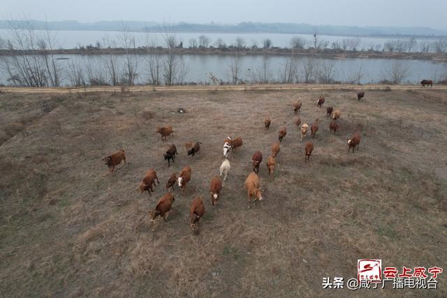 新春走基层｜廖代斌的养牛“致富经”