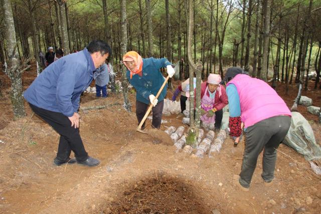 东川区红土地镇发展林下经济 促进绿色产业崛起