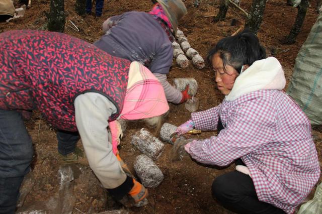 东川区红土地镇发展林下经济 促进绿色产业崛起