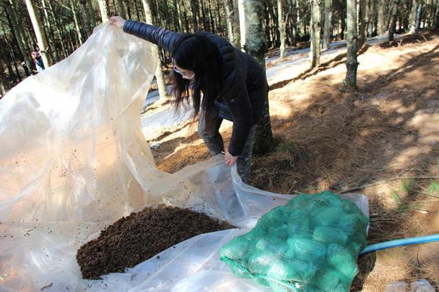 东川区红土地镇发展林下经济 促进绿色产业崛起