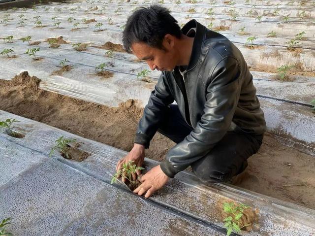 大羊其村：温室大棚种植成为致富“新路子”