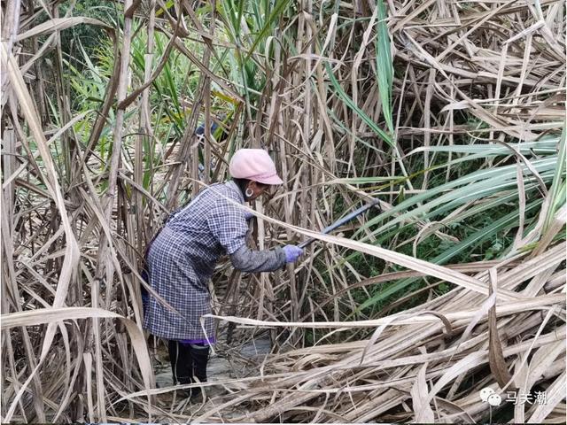 马关2.8万亩甘蔗丰收，预计产值7000多万元