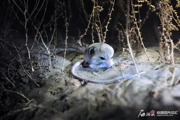 三趾心颅跳鼠：跳鼠家族的最小萌宠